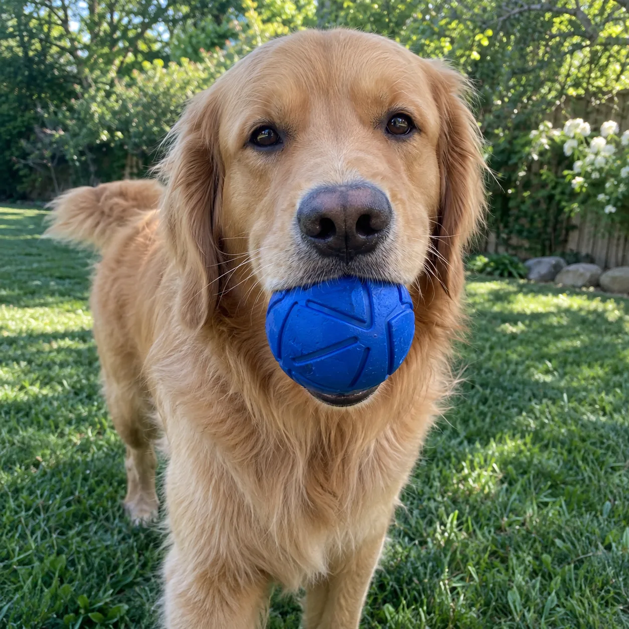 Bounce Rubber Dog Ball