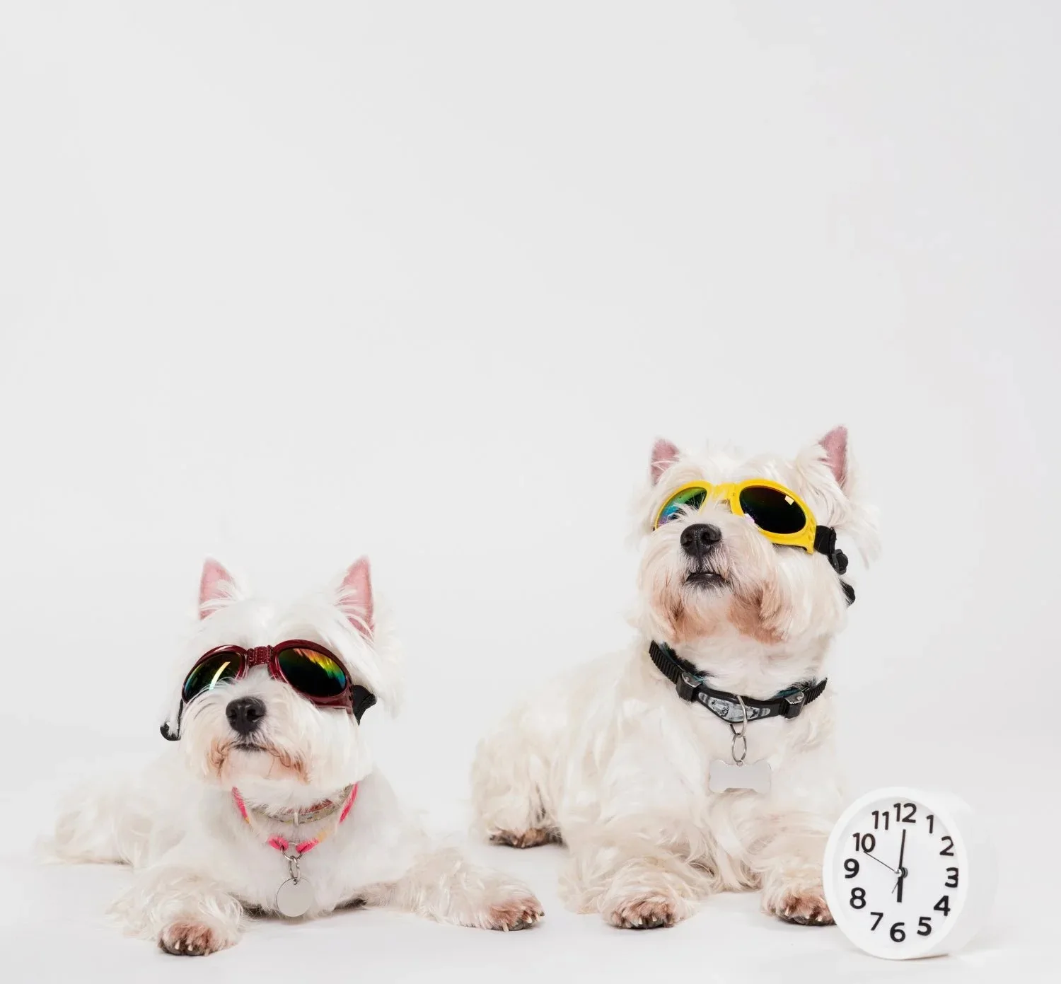Tinted Pet Goggles — UV Protection